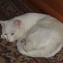 ��� �������-������� �� ������� ���� ����������