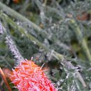 ���� �����, ������ - ��������� 17 ������� 2014 � ������ �flowers�