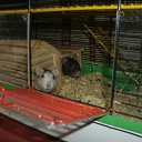 ���� ������, �����-���������, 46 ��� - ��������� 31 ������� 2014 � ������ ���� ����������