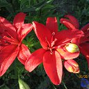 ���� �����, �����������, 66 ��� - ��������� 22 �������� 2014 � ������ �������