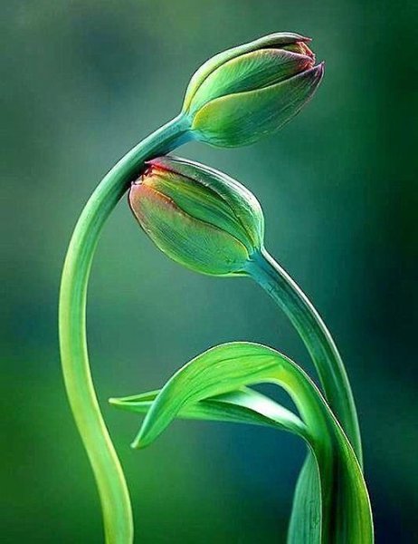 Не отвечайте злом на зло, иначе злу не будет конца. В ответ на обиду поцелуй врага своего, и ему ... - 4