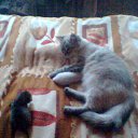 ���� � ������ �� ������� ���� ����������