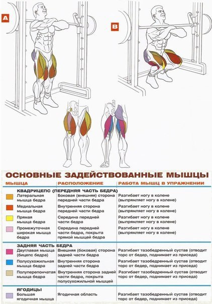 Какие мышцы качать в тренажерном зале