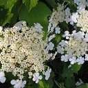 ���� Lana, ���������, 63 ���� - ��������� 16 ������ 2014 � ������ ���� ����������