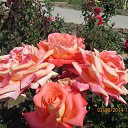 ���� ����, ������, 59 ��� - ��������� 8 �������� 2014 � ������ �������