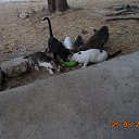 ��� - "���,���,���. ���, ���,���" �� ������� ������� �������