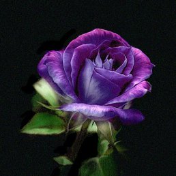 ���� �������, �����-���������, 39 ��� - ��������� 26 �������� 2014