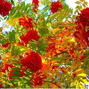  Viktoria Aleksandrina,  -  18  2014    