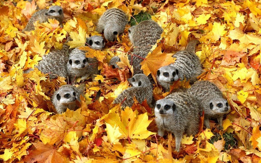     .#animal@travel.blog