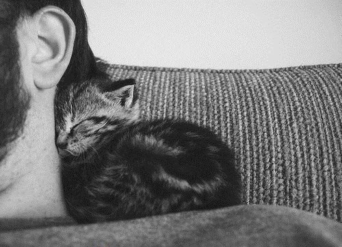 Кошка никогда не подружиться с тем, кто ее не любит.