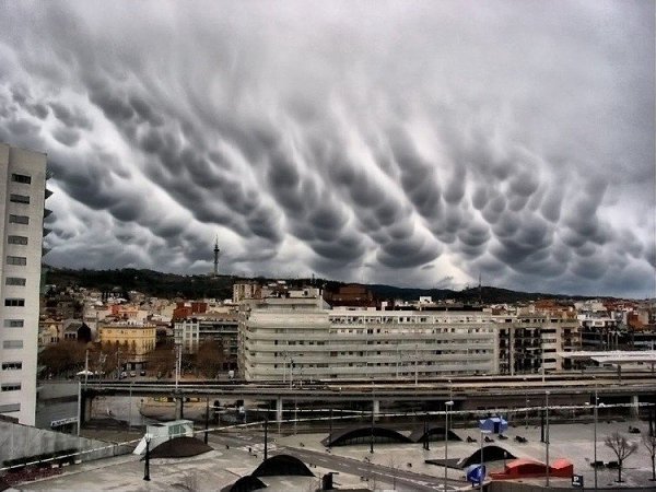   .Undulatus asperatus,        ... - 6