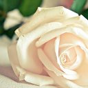  , , 66  -  8  2014    ܻ