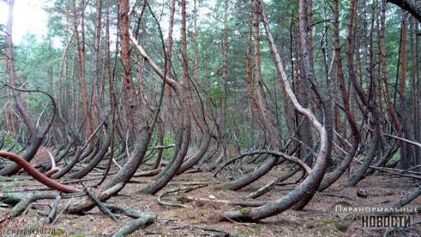 КОСМОПОИСК ИЗУЧАЕТ АНОМАЛЬНЫЙ ЛЕС В РЯЗАНСКОЙ ОБЛАСТИ.В начале сентября участники исследовательской ...