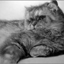 ���� Irisha, ��������, 40 ��� - ��������� 17 ������� 2014 � ������ �������................�