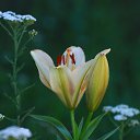 ���� ���������, ���������������, 61 ��� - ��������� 28 �������� 2014 � ������ ������ ��������