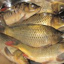 ���� �������, �������, 64 ���� - ��������� 30 ������ 2014 � ������ ���� ����������