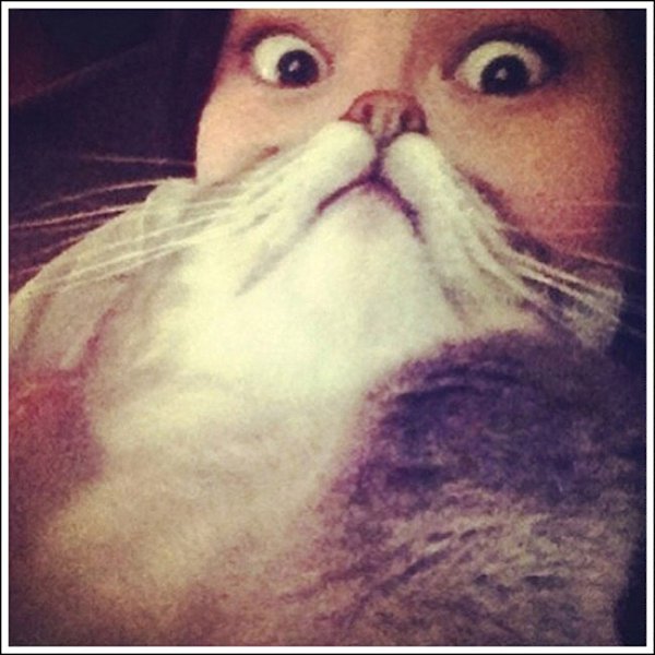 Cat beard ( ) - 2