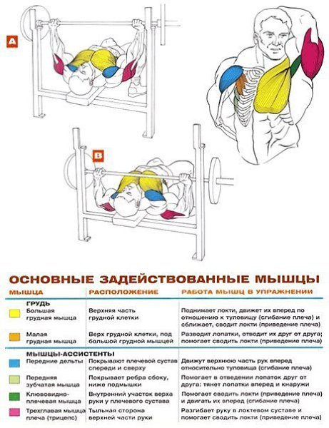 Прокачка верха груди. Вступление и общая информация Верх груди… Это действительно больная тема, так ...
