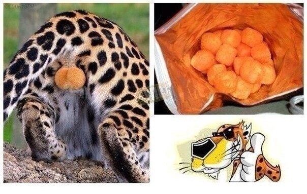 Cheetos  !!!