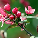 vesna... �� ������� ���� ����������