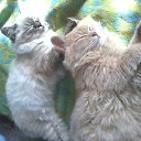 ���� ������, ���������, 48 ��� - ��������� 7 ������� 2014 � ������ ���� ������