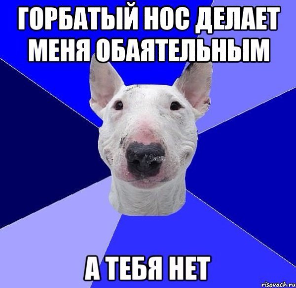 .•°Dogs Forever°•. - 14  2014  21:29