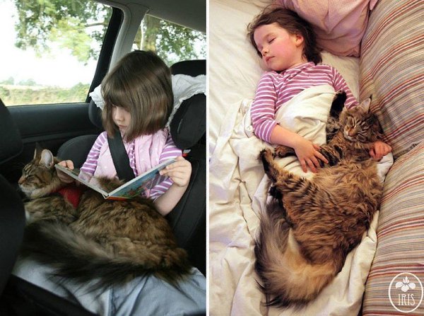 5-летняя художница-аутист Айрис Грейс из Великобритании и ее дружба с лечащим котом породы мейн-кун ... - 7