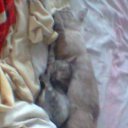 ���� � ������ �� ������� ���� ����������