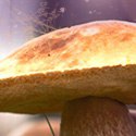 ���� ���, ������ - ��������� 8 �������� 2014 � ������ ���� ����������