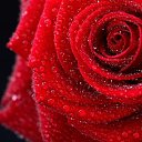 ���� �����, ��� - ��������� 25 ������� 2014 � ������ ���� ����������