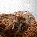 ���� �����, �������, 33 ���� - ��������� 25 ������� 2014 � ������ ������ ��������