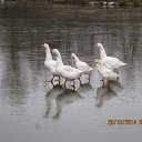 ������ ��� ��������� �� ����: ... "��, ... ����������� ������ ��������� ... ������ ��������� � ������" �� ������� ���� ����������