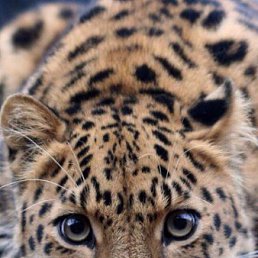 ���� �������, ������, 68 ��� - ��������� 20 ������� 2014