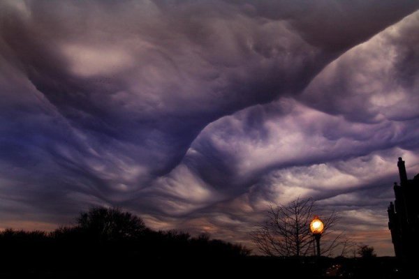   .Undulatus asperatus,        ... - 5