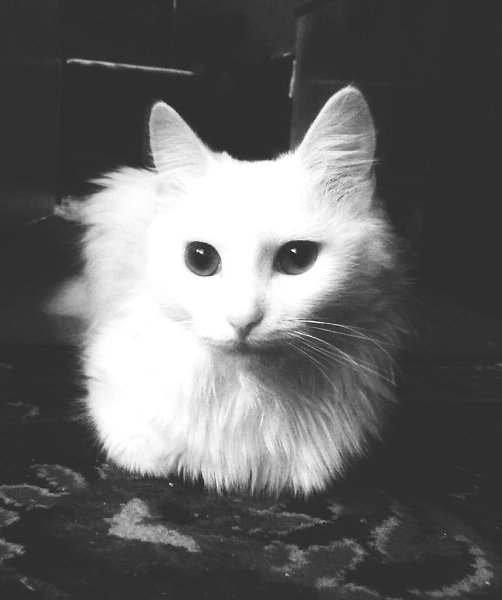 Рубрика #до_после@catism #ваши_котики@catism.Мы взяли Муську в дом 1 января после Нового Года. Для ... - 2