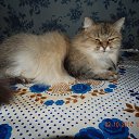 ��� � ����� 2015� �������, 30 ������ 2016� � �� �����, ���� �� 15 ��� �� ������� ���� ����