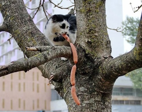 Котяре где-то Бог послал сосисок ленту... на дерево котяра забрался и отменно покушать ...