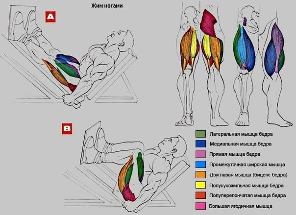 Как накачать квадрицепс бедра девушке в тренажерном зале