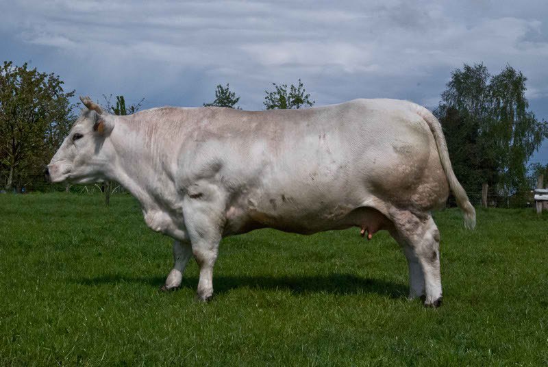    .,       (Belgian Blue ... - 2