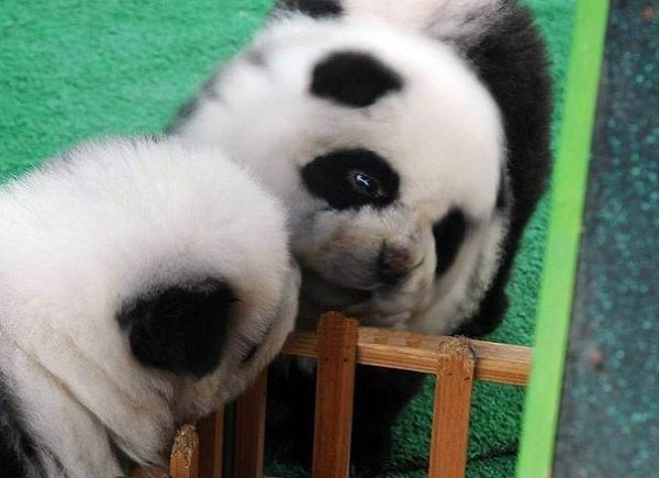  -,    .#animal@travel.blog