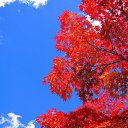  Viktoria Aleksandrina,  -  18  2014    