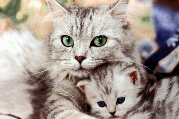 Что бы там ни говорили о конфликте поколений, но особая связь, существующая между матерью и ...