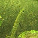 ���� ������, �����-���������, 60 ��� - ��������� 30 �������� 2014 � ������ ���� ����������