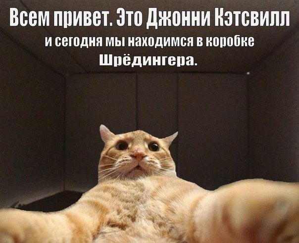 Нажорный зал мем с котом