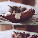 ���� �����, �����������, 28 ��� - ��������� 12 ������� 2014 � ������ ������ ��������