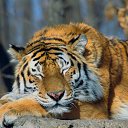 ���� ������, ������, 68 ��� - ��������� 3 �������� 2014