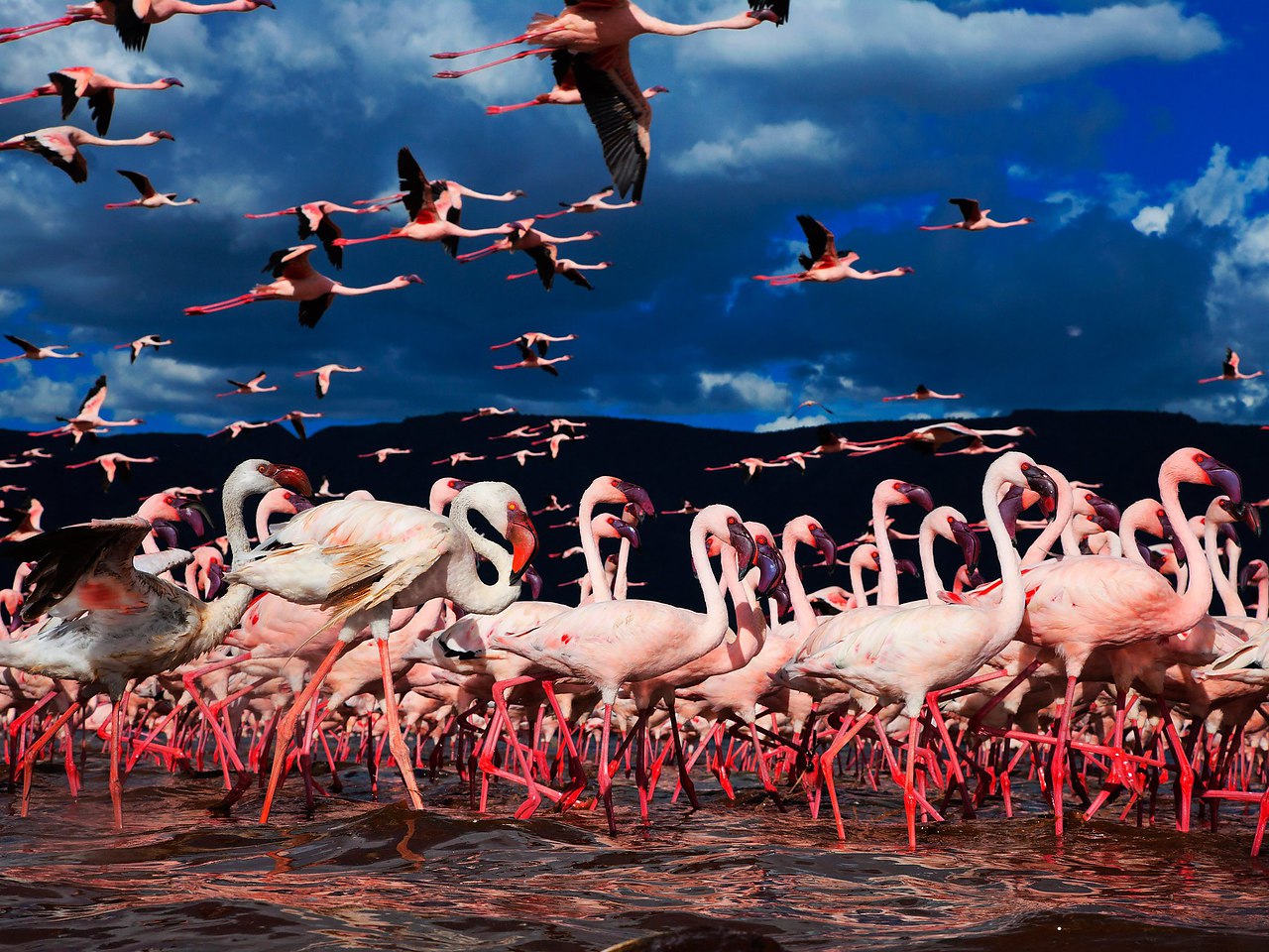 Рас аль хор. Озеро Накуру Фламинго. Миллион Фламинго озеро Накуру. Заповедник Фламинго в Дубае. Озеро Накуру Кения.