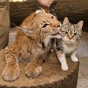 ���� �����, ������ - ��������� 17 ������� 2014 � ������ �animals�