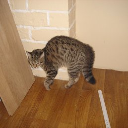 �����, ����, 41 ���