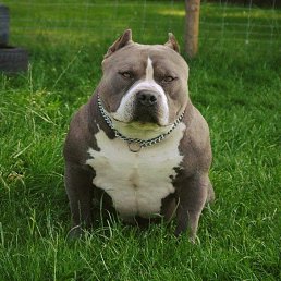 �������, ���������, 53 ����